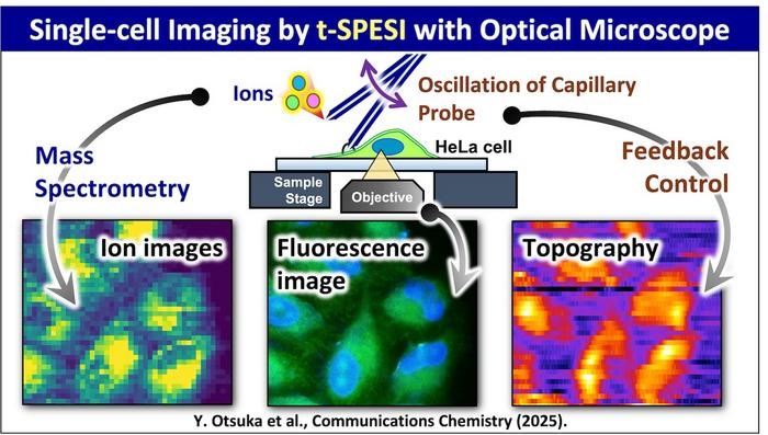 Image: Schematic diagram of multimodal single-cell MSI using tapping-mode scanning probe electrospray ionization (Photo courtesy of Yoichi Otsuka) Image: Schematic diagram of multimodal single-cell MSI using tapping-mode scanning probe electrospray ionization (Photo courtesy of Yoichi Otsuka)